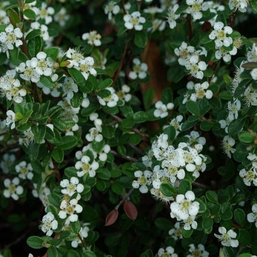 Švédský cotoňák 'Coral Beauty' 2L kontejner