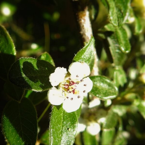 Švédský cotoňák 'Coral Beauty' 2L kontejner