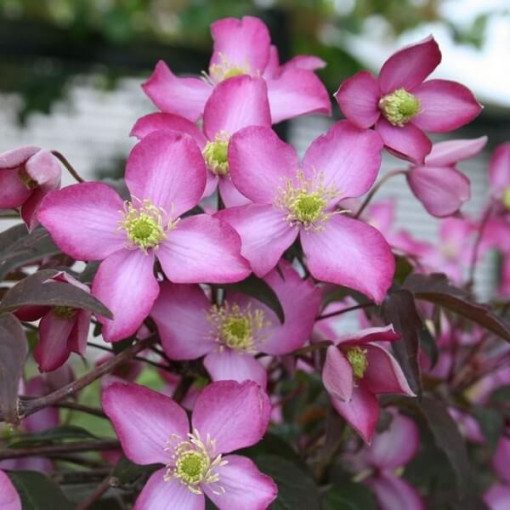 Clematis Montana Freda (botanický) HORSKÝ 2L kontejner