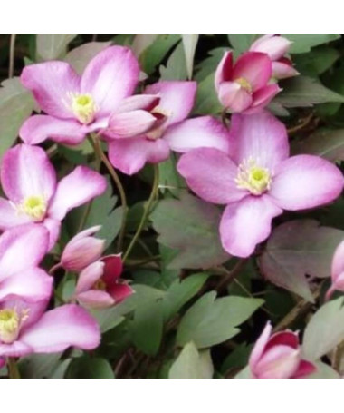 Clematis Montana Freda (botanický) HORSKÝ 2L kontejner