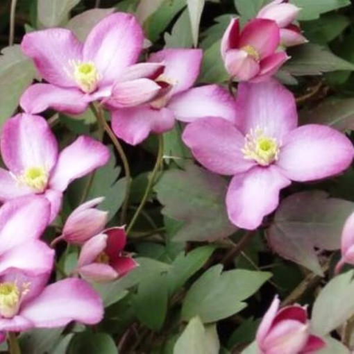 Clematis Montana Freda (botanický) HORSKÝ 2L kontejner