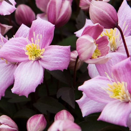 Clematis Montana Freda (botanický) HORSKÝ 2L kontejner