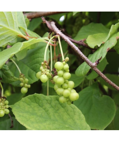 Čínská magnólie (Schisandra chinensis) nádoba 4L
