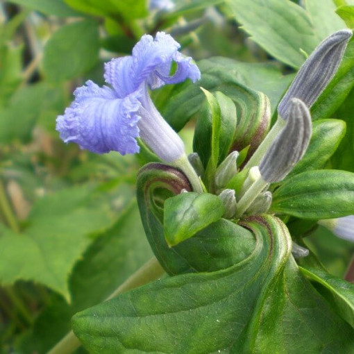 Clematis Cassandra (trvalka) VONNÝ květináč 2L