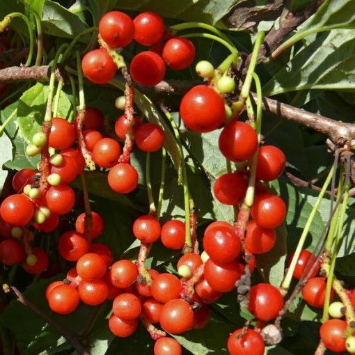 Čínská magnólie (Schisandra chinensis) nádoba 4L