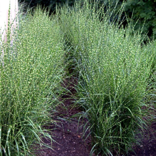 Čínský miskant 'Zebrinus' květináč, 2L