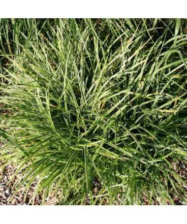 Kosatec Morrow 'Ice Dance' květináč, 2L