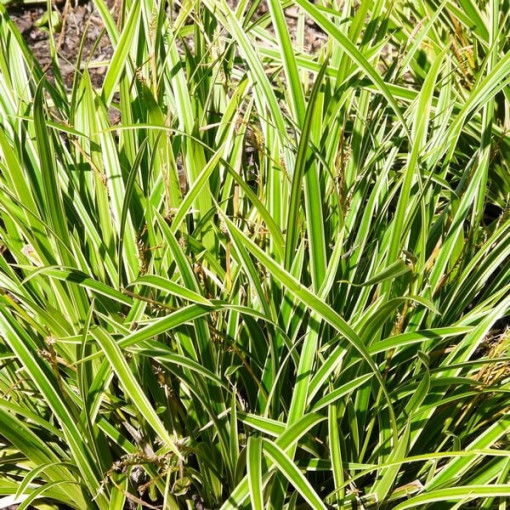 Kosatec Morrow 'Ice Dance' květináč, 2L