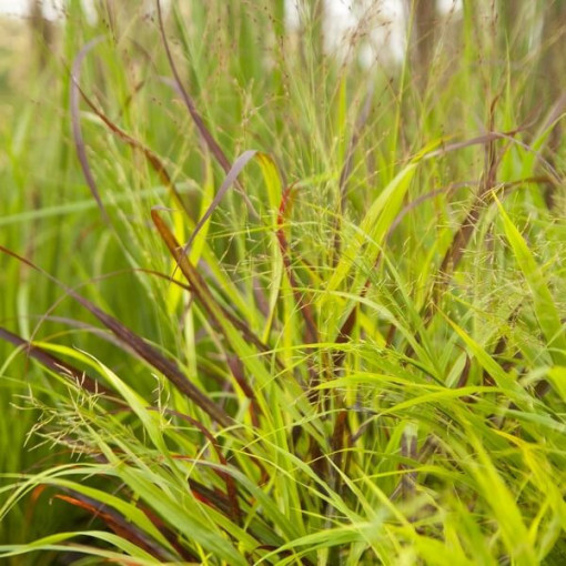 Perlovka 'Shenandoah' květináč, 2L