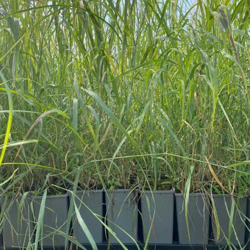 Perlovka 'Shenandoah' květináč, 2L