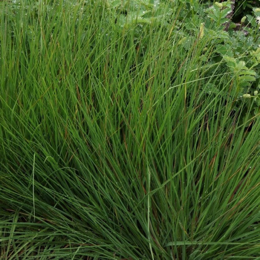 Modrá kostřava 'Moorhexe' květináč, 2L