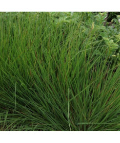 Modrá kostřava 'Moorhexe' květináč, 2L