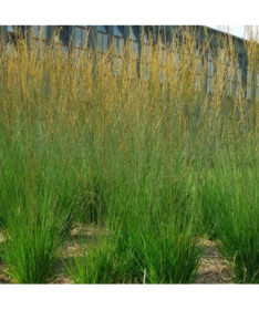 Modrá kostřava 'Heidebraut' květináč, 2L