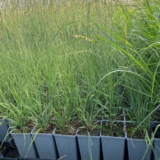 Modrá kostřava 'Heidebraut' květináč, 2L