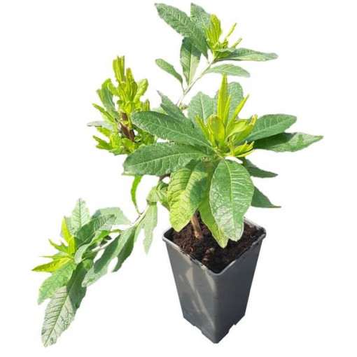 Rhododendron (Mollis Azalka) "Doloroso", květináč 2L