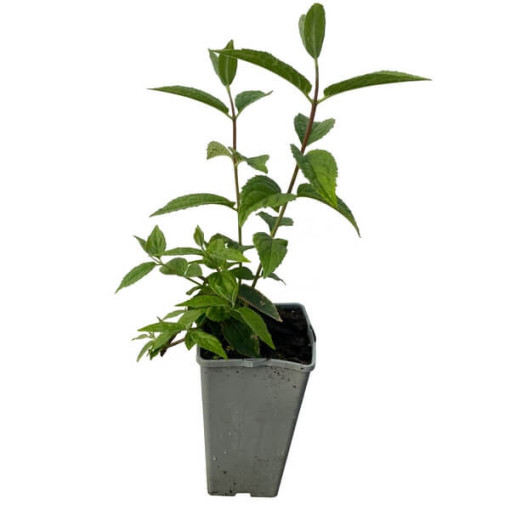 Hybridní rododendron 'Mont Rose', květináč 2L