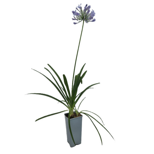 Modrý Agapant (Agapanthus Africanus) sazenice v 2L květináči