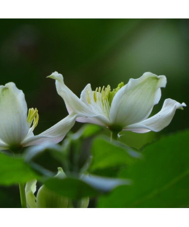 Horský plamének Montana 'Wilsonii' P9/C1