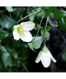 Plamének Cirrhosa 'Jingle Bells' P9/C1