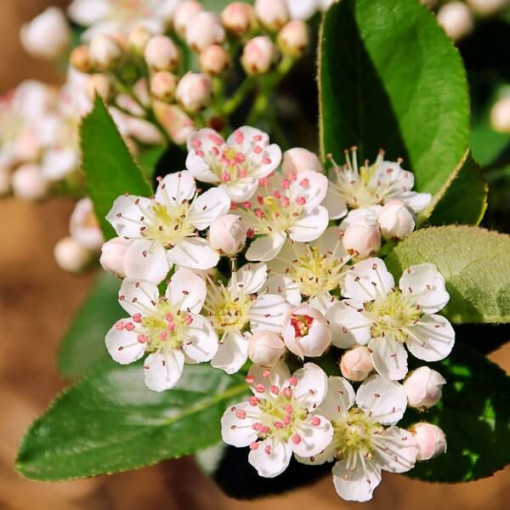 Aronie černoplodé, nádoba, 2L