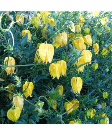 Botanický Clematis 'Bill Mackenzie' 2L květináč.
