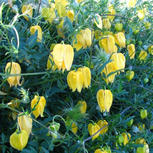 Botanický Clematis 'Bill Mackenzie' 2L květináč.