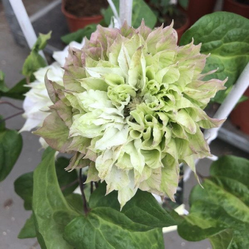 Clematis Sen-No-Kaze (velkokvětý) 2L květináč