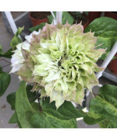 Clematis Sen-No-Kaze (velkokvětý) 2L květináč