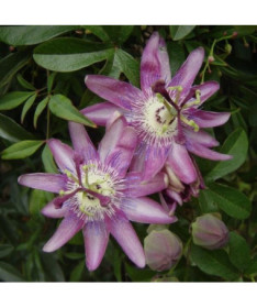 Mučenka (Passiflora) 'Violacea' květináč, 4L