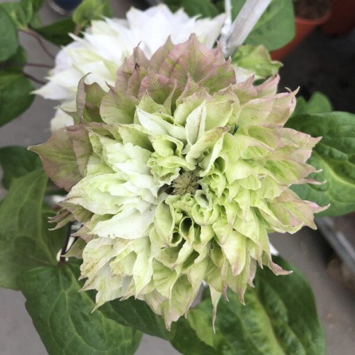 Clematis Sen-No-Kaze (velkokvětý) 2L květináč