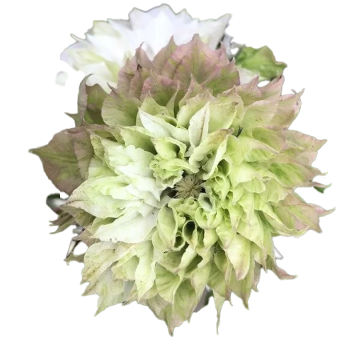 Clematis Sen-No-Kaze (velkokvětý) 2L květináč