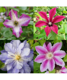 Sada 4 ks, Mix neoznačených klematistů P9/C1