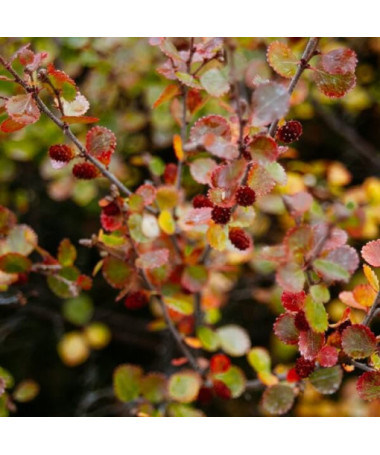Berberis Thunbergii 'Dart's Red Lady' 2L květináč