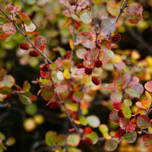 Berberis Thunbergii 'Dart's Red Lady' 2L květináč