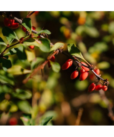 Berberis Thunbergii 'Dart's Red Lady' 2L květináč