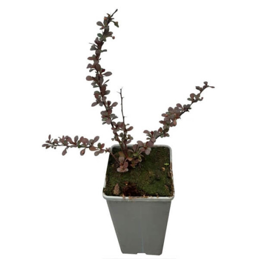 Berberis Thunbergii 'Dart's Red Lady' 2L květináč