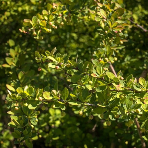 Berberis 'Green Way' květináč, 2L