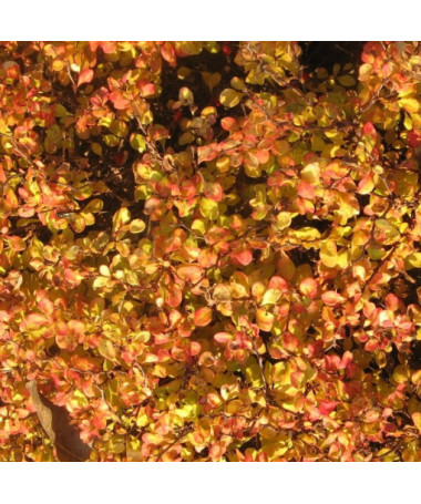 Berberis 'Green Way' květináč, 2L