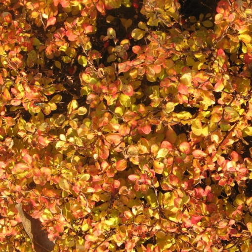 Berberis 'Green Way' květináč, 2L