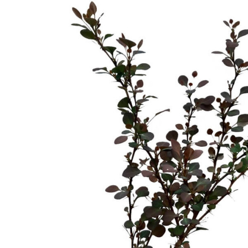 Berberis 'Green Way' květináč, 2L