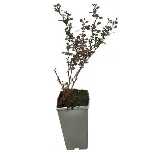 Berberis 'Green Way' květináč, 2L