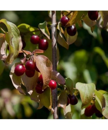 Jídelné dřevo květináč, 2L