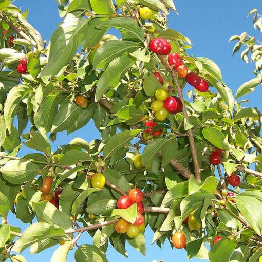 Jídelné dřevo květináč, 2L