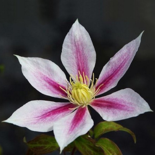 Clematis Andromeda (velkokvětý) P9/C1