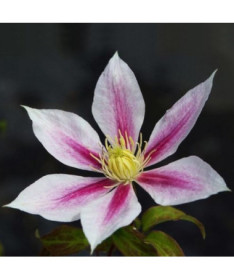Clematis Andromeda (velkokvětý) P9/C1