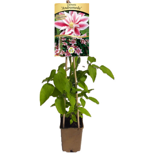 Clematis Andromeda (velkokvětý) P9/C1