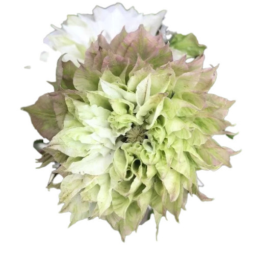 Plamének Sen-No-Kaze (velkokvětý) P9/C1