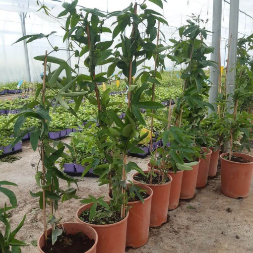 Mučenka (Passiflora) 'Violacea' květináč, 4L