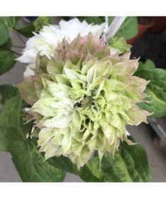 Plamének Sen-No-Kaze (velkokvětý) kontejner 4L