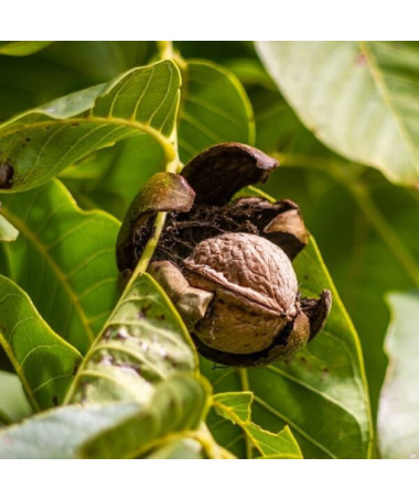 Ořešák královský P9/C1